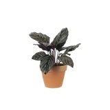 small-plants-15 (Demo)