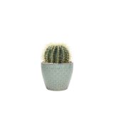 succulents-7 (Demo)